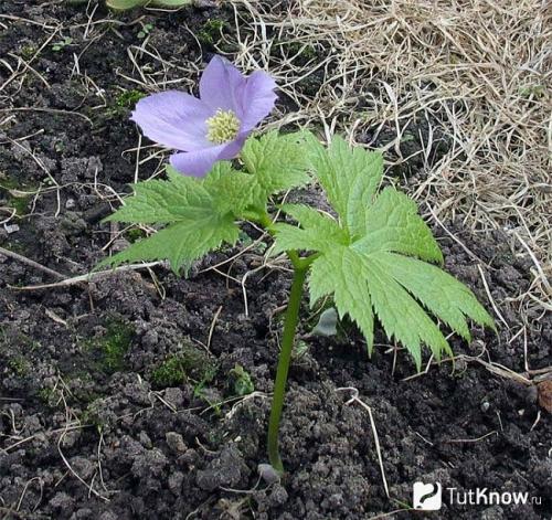 Как правильно выбрать место для посадки глауцидиума