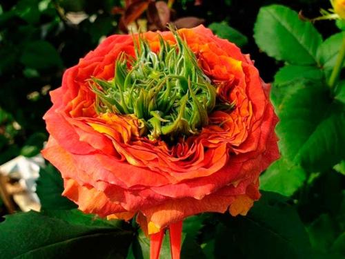 Какие сорта роз наиболее устойчивы к морозам и засухе