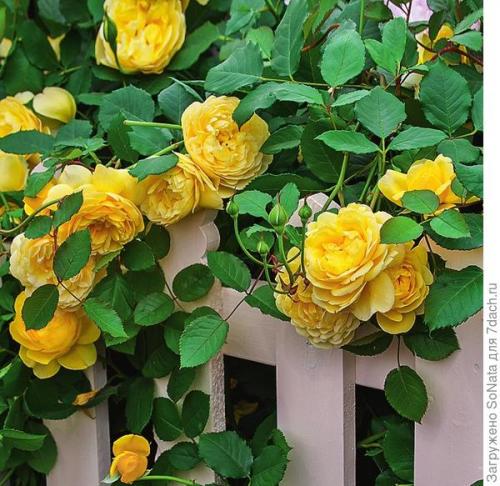 Какие сорта роз наиболее ароматны. Самые ароматные сорта роз