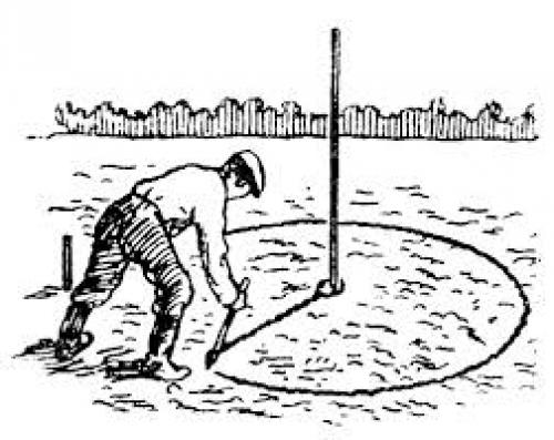 Как готовить почву для посадки крупномерного дерева