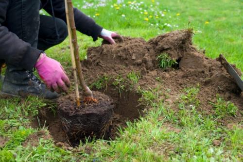 Какие факторы необходимо учитывать при планировании фруктово-ягодного сада.  Неправильная посадка