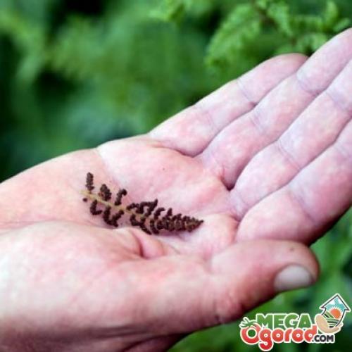 Какие условия необходимо создать для успешного размножения папоротников