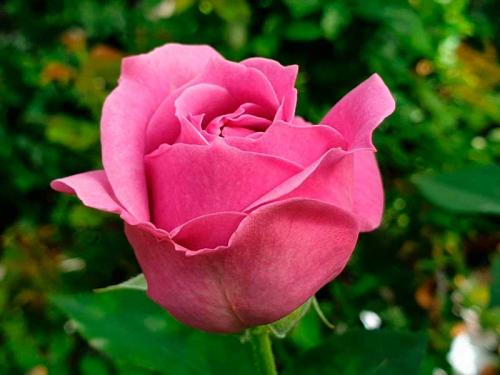 Какие сорта роз наиболее устойчивы к морозам и засухе