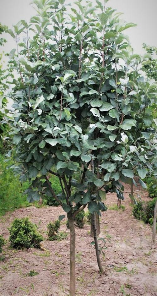 Деревья для ландшафтного дизайна. Быстрорастущие деревья для дачи