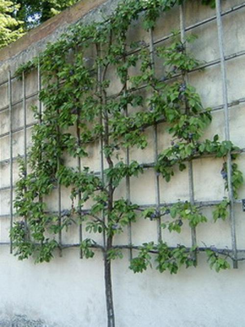 Декоративный плодовый сад в ландшафтном дизайне. Дизайн деревьев в саду на всех этапах создания