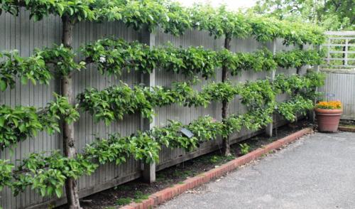 Декоративный плодовый сад в ландшафтном дизайне. Дизайн деревьев в саду на всех этапах создания