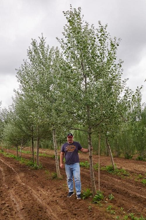 Деревья для ландшафтного дизайна. Быстрорастущие деревья для дачи