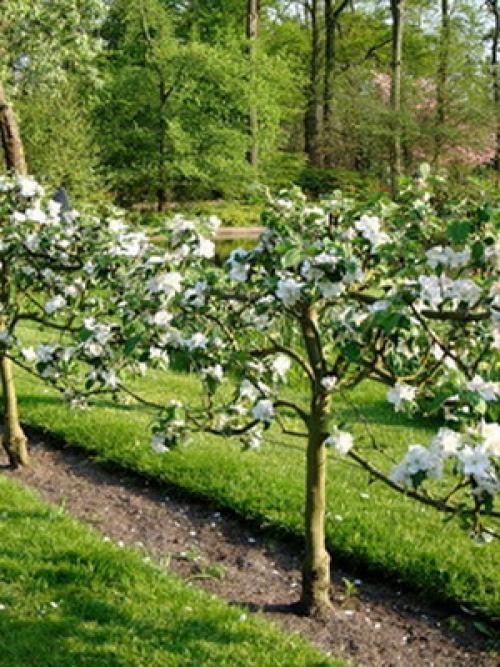 Декоративный плодовый сад в ландшафтном дизайне. Дизайн деревьев в саду на всех этапах создания