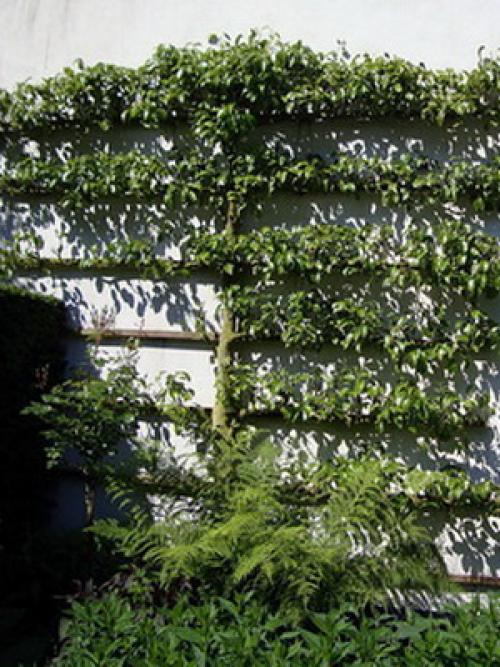 Декоративный плодовый сад в ландшафтном дизайне. Дизайн деревьев в саду на всех этапах создания