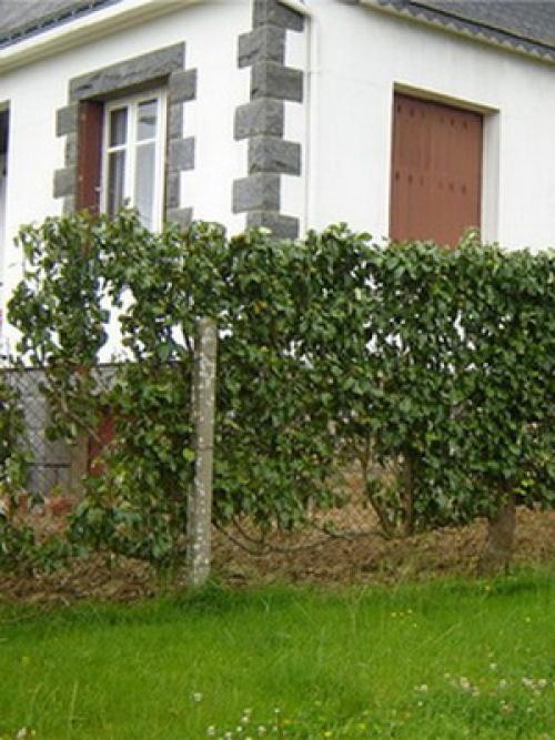 Декоративный плодовый сад в ландшафтном дизайне. Дизайн деревьев в саду на всех этапах создания