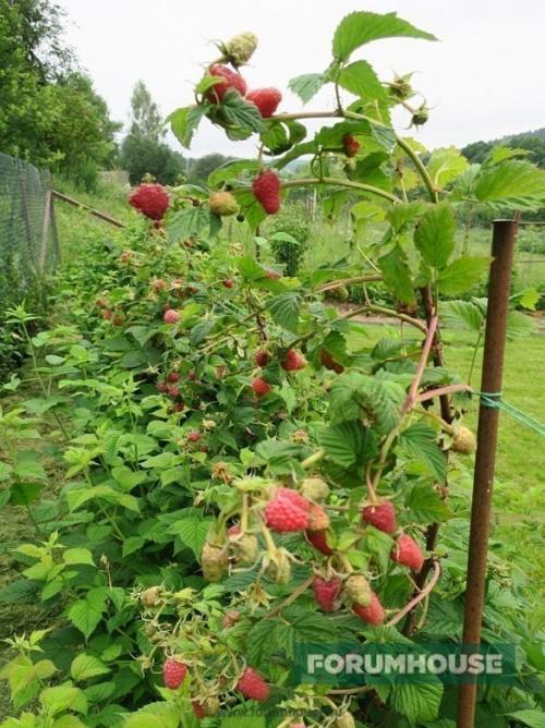 Как правильно спланировать фруктовый сад. Расстояние между растениями