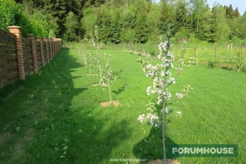 Как правильно спланировать фруктовый сад. Расстояние между растениями