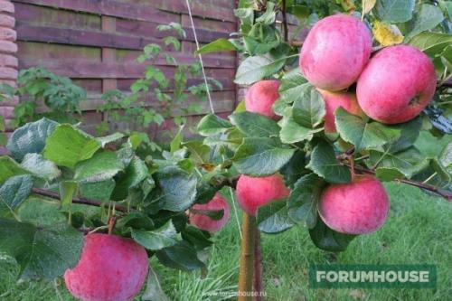 Как правильно спланировать фруктовый сад. Расстояние между растениями