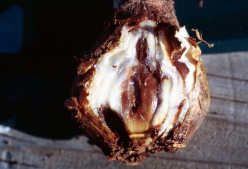 Как часто нужно поливать посаженные луковицы