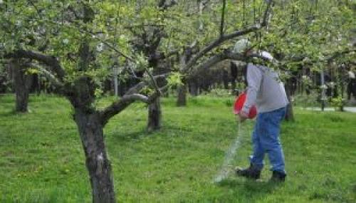 Могут ли микроудобрения для плодовых деревьев привести к переувлажнению почвы. Особенности внесения удобрений под плодовые деревья