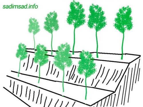 Планировка фруктового сада. Схема сада плодовых деревьев