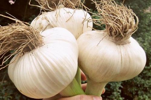 Самый дорогой чеснок. 29 сортов озимого чеснока