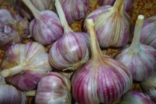 Самый дорогой чеснок. 29 сортов озимого чеснока