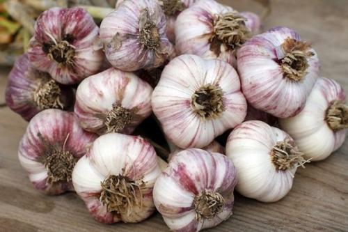 Самый дорогой чеснок. 29 сортов озимого чеснока