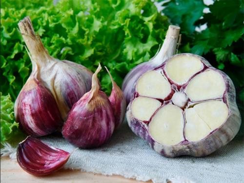 Чеснок мичуринский. Сорта чеснока — 45 сортов 2022 года