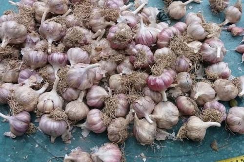 Самый дорогой чеснок. 29 сортов озимого чеснока