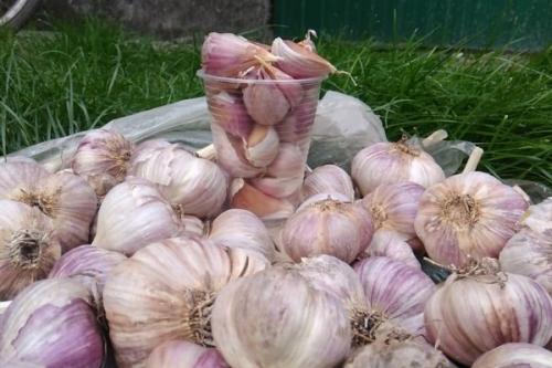 Самый дорогой чеснок. 29 сортов озимого чеснока