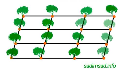 Как разбить сад на участке схема фруктовый. Схема сада плодовых деревьев