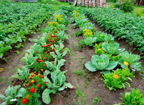 Как разбить сад на участке схема. Правила планирования или как распланировать огород