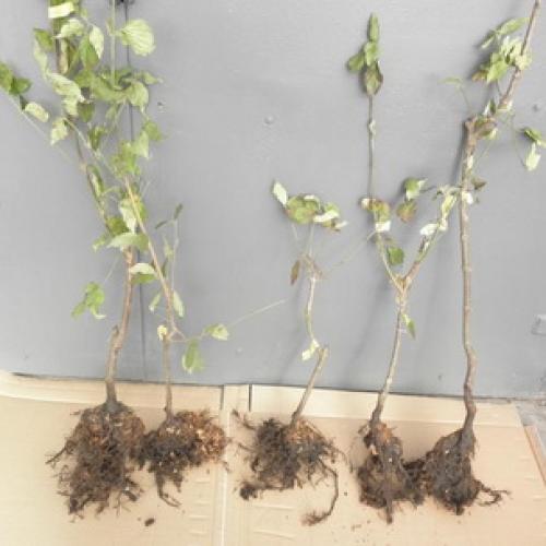 Как правильно посадить саженцы плодовых деревьев. Как выбирать саженцы плодовых деревьев перед посадкой? 08