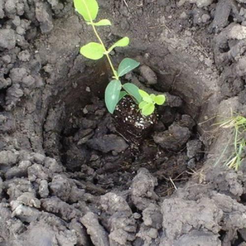 Как правильно посадить саженцы плодовых деревьев. Как выбирать саженцы плодовых деревьев перед посадкой? 06