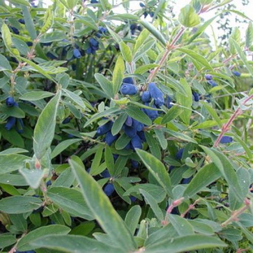 Как правильно посадить саженцы плодовых деревьев. Как выбирать саженцы плодовых деревьев перед посадкой? 07