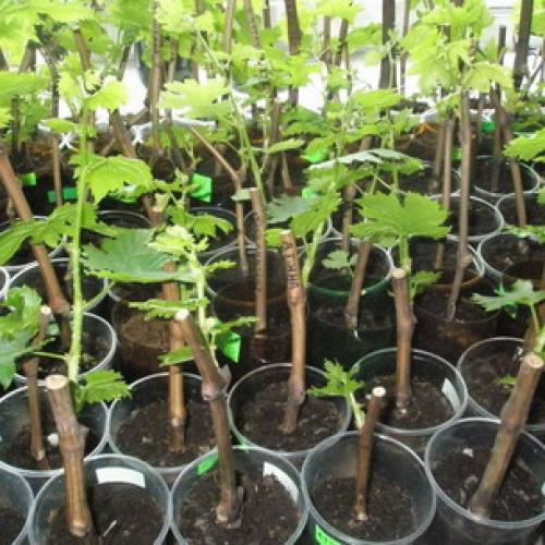 Как правильно посадить саженцы плодовых деревьев. Как выбирать саженцы плодовых деревьев перед посадкой? 04