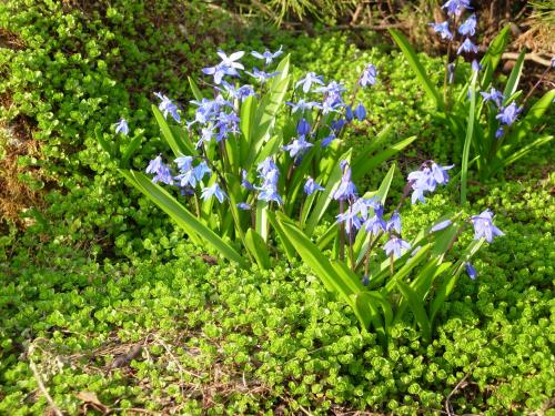 Какие луковичные цветы лучше всего сажать осенью