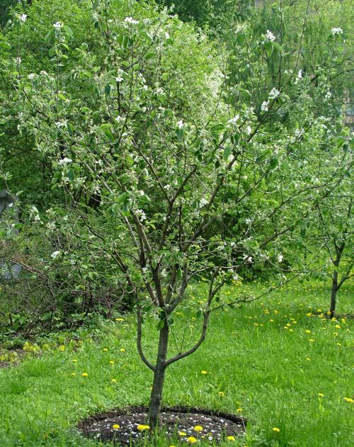 Плодовый сад на маленьком участке. Мал мала меньше. Секреты создания плодового сада на небольшом участке