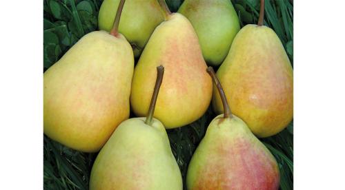 Разбивка сада на участке схема. Разбивка территории на зоны 10