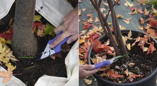 Особенности посадки саженцев плодовых деревьев. Время посадки саженцев 09 Особенности посадки саженцев плодовых деревьев. Время посадки саженцев 09