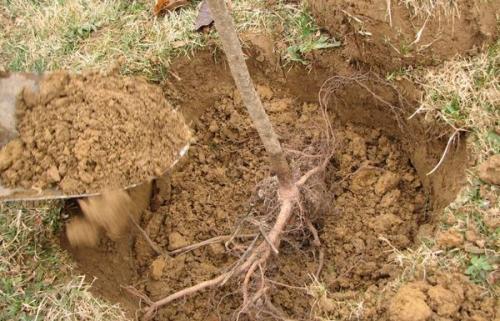 На каком расстоянии сажать груши друг от друга. От чего зависит расстояние