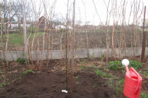 На каком расстоянии сажать груши друг от друга. От чего зависит расстояние