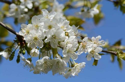 На каком расстоянии сажать черешню от яблони. Где нельзя сажать черешню и почему?