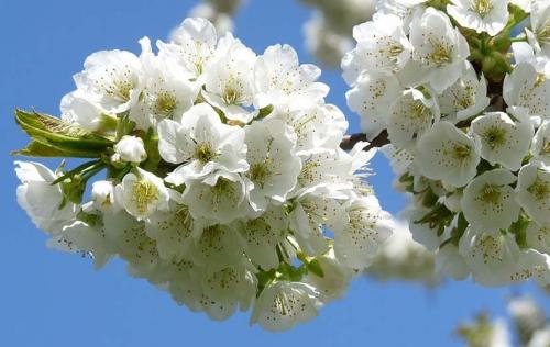 На каком расстоянии сажать черешню от яблони. Где нельзя сажать черешню и почему?