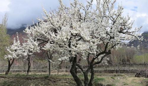 На каком расстоянии сажать черешню от яблони. Где нельзя сажать черешню и почему?