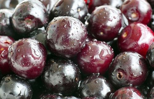 На каком расстоянии сажать черешню от яблони. Где нельзя сажать черешню и почему?