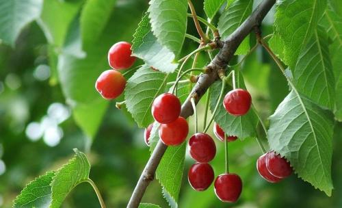 На каком расстоянии сажать черешню от яблони. Где нельзя сажать черешню и почему?