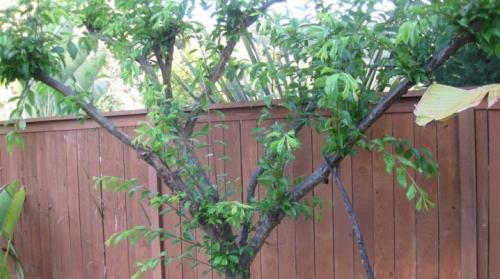 Где сажать яблони на участке. На каком расстоянии сажать яблони?