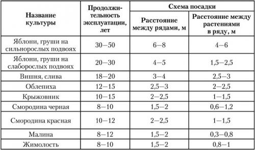 Схема посадки яблоневого сада. На каком расстоянии сажать деревья и кусты