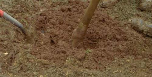 На каком расстоянии сажать черешню от яблони. Где нельзя сажать черешню и почему?