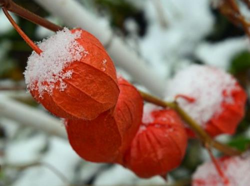 Как определить, когда плоды физалиса созрели