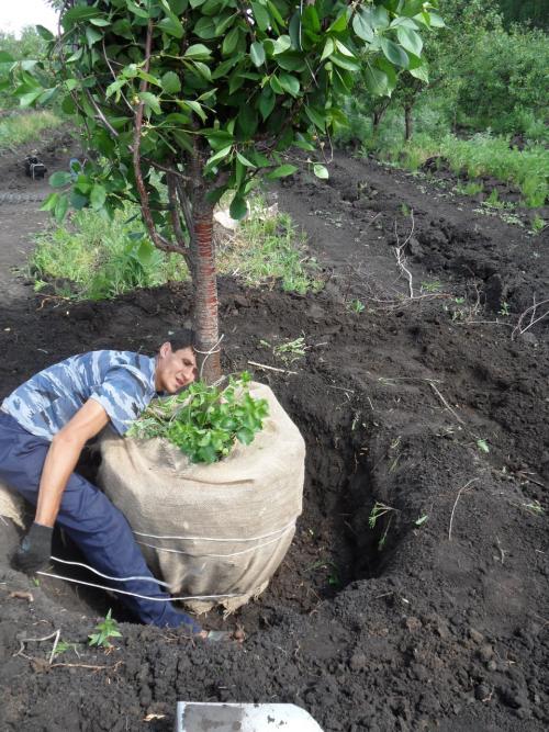 Схемы посадок деревьев и кустарников. Разбиваем плодовый сад