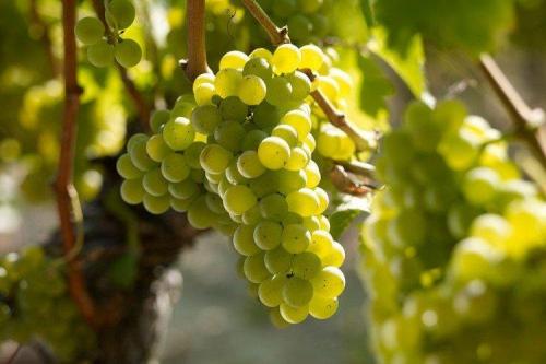 Старые винные сорта винограда. Лучшие сорта винограда для вина: фото, названия и описания (каталог)