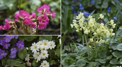 Похожий на сирень кустарник. Буддлея или осенняя сирень — правила выращивания 18